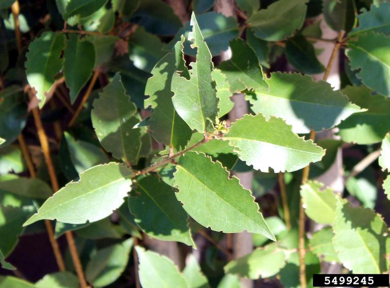 Leaves with scalloped edges created by bitemarks from the insect.